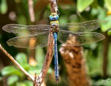Blue Emperor Dragonfly