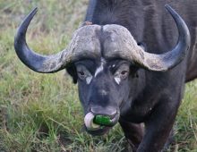 Buffalo With A Green Nose