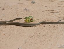 Battle Between A Chameleon And A Boomslang