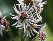 White  Berkheya, Disselboom Flower