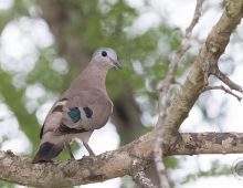 Emerald-Spotted Wood Dove
