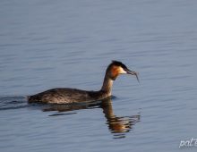 Great Crested Grebe Feeding Youngster