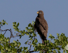 Yellow-Billed Kite With Kill
