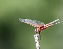 Red-Veined Dropwing Dragonfly