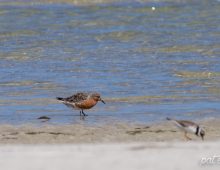 Red Knot In Breeding Colours