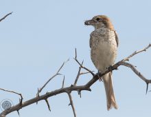 Red-Backed Shrike With A Spider