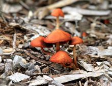 Wild Mushrooms, Toadstools and Fungi
