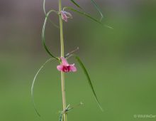 Sesamum Alatum Flower