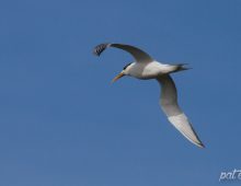 Swift Tern