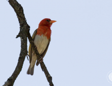 Red-Headed Weaver