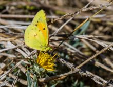 African Clouded Yellow Butterfly