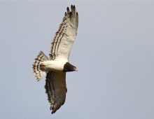 Black-chested Snake Eagle In Flight