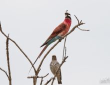Carmine Bee-Eaters Catching Prey