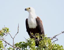 The Call Of The Fish Eagle