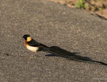 Long-Tailed Paradise Whydah