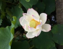 Lotus Lily