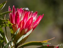 Sugarbush Protea