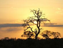 Sunsets of Kruger National Park
